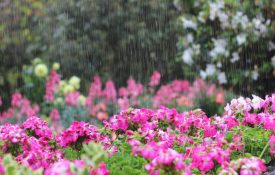 Raining in a garden