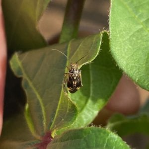 adult tarnished plant bug