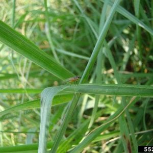 Bermudagrass stem maggot