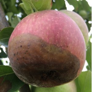 bitter rot in apples