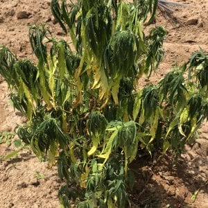 Fire ant damage on hemp