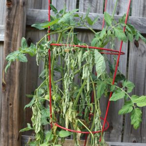 Figure 3. Potted tomato plant infested by eastern subterranean termite (Photo credit: Danna Bradford).