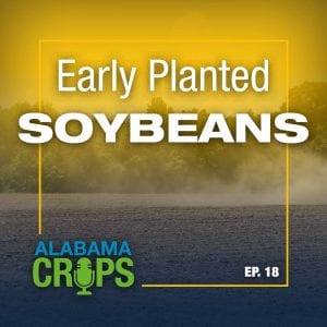 Episode 18—Early Planted Soybeans