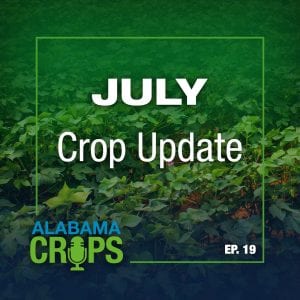 July Crop Update Podcast