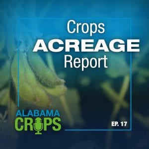 Alabama Crops Report Episode 17 - Crops Acreage Report
