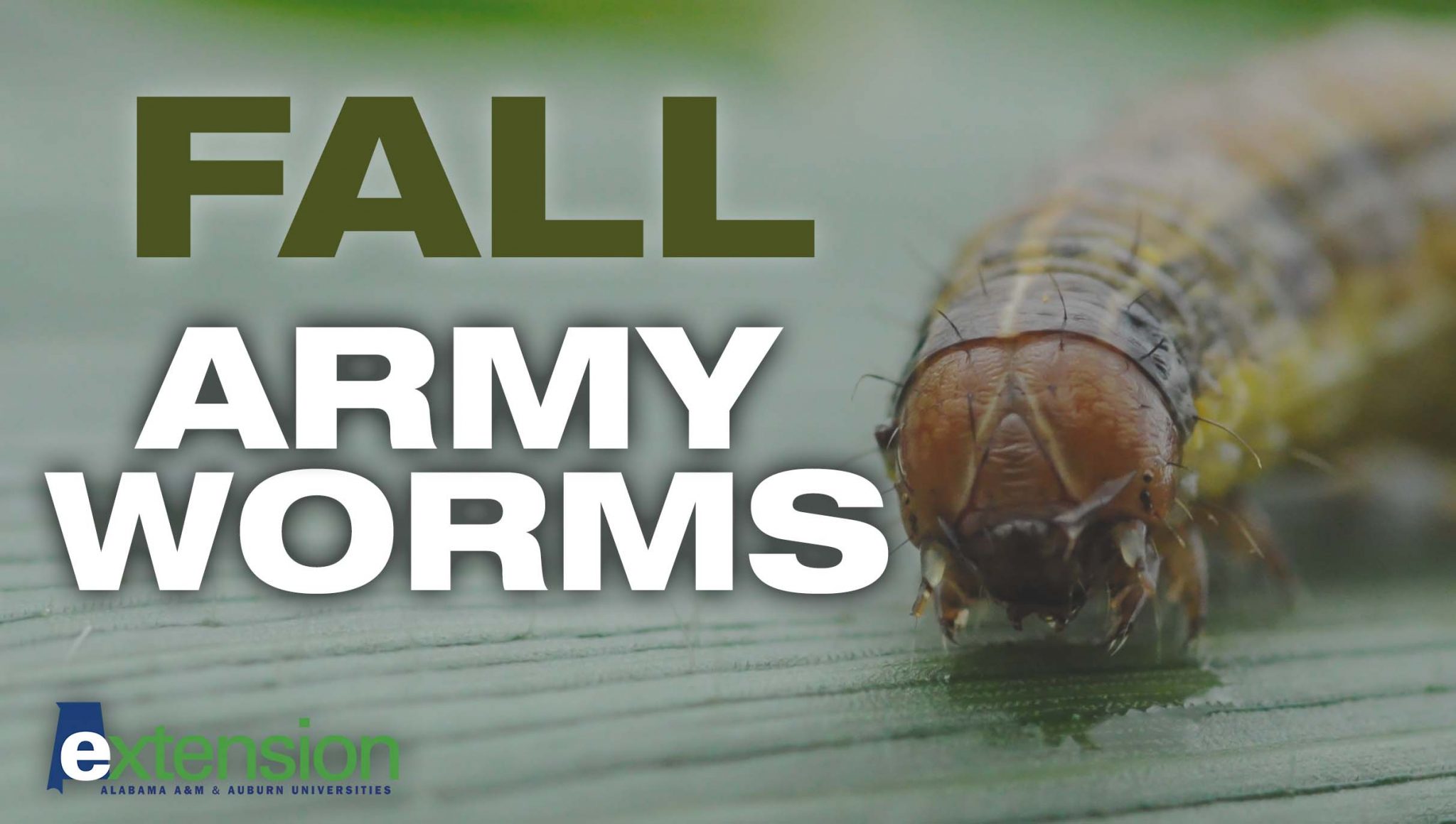 Fall armyworms
