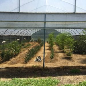 Figure 1. The HTPE system uses woven black shade cloth installed under the sidewall plastic and end walls.