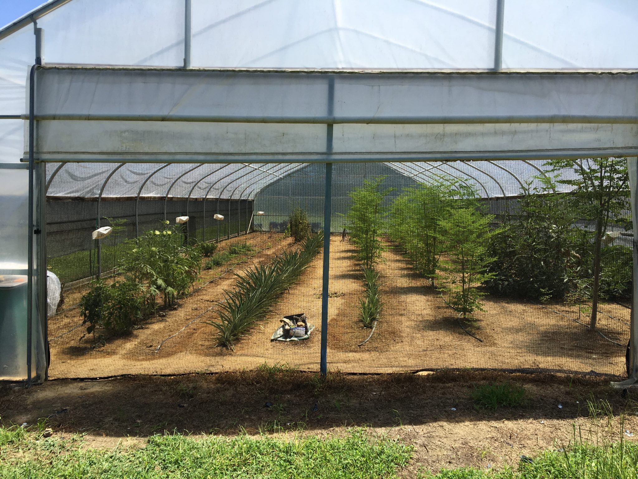 High Tunnel Pest Exclusion System for Specialty Crops Alabama