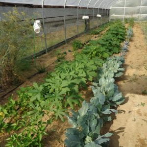 Figure 2. Stick-wing pheromone traps compare moth activity and insect pressure in various environments.