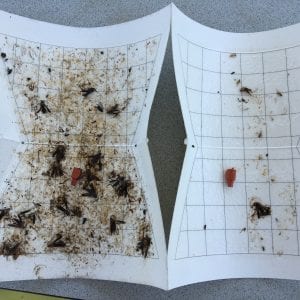 Figure 3. Squash vine borers can be reduced using a 50 percent shade cloth.