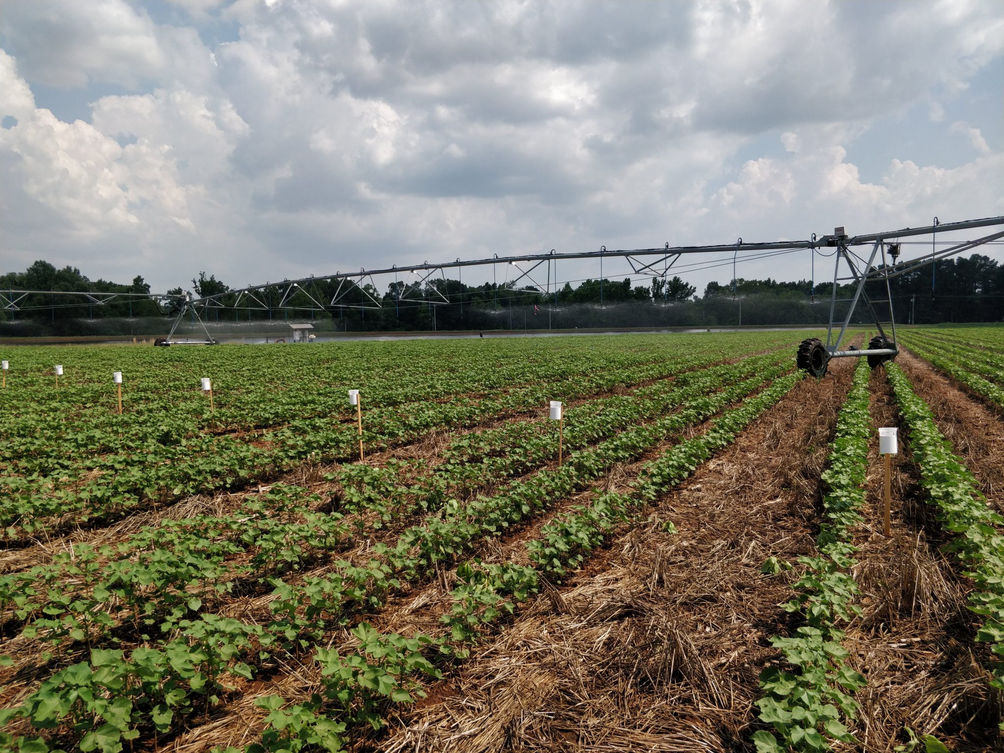 Figure 1. Center pivot irrigation system and setup of water collectors during a uniformity of water application test.