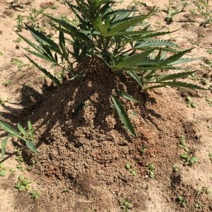 Fire ant mound on hemp