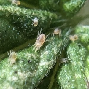Two-Spotted Spider Mites on hemp