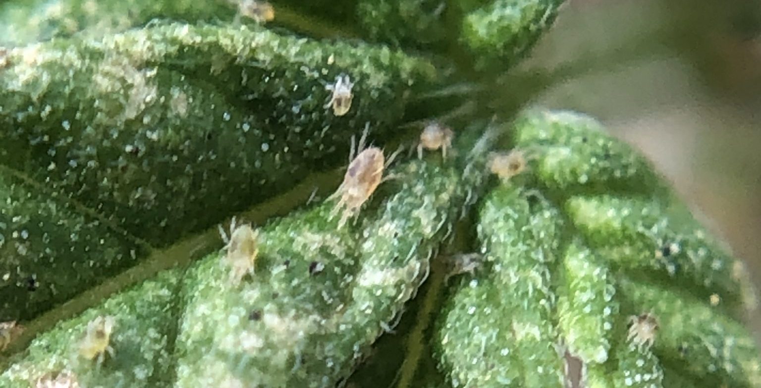 Two-Spotted Spider Mites on hemp