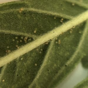 Two-Spotted Spider Mites on hemp