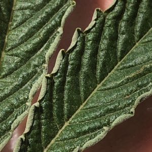 Russet Mites in Hemp