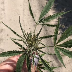 Russet Mites in Hemp