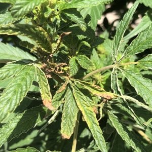 Russet Mites in Hemp