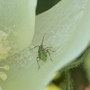 immature tarnished plant bug