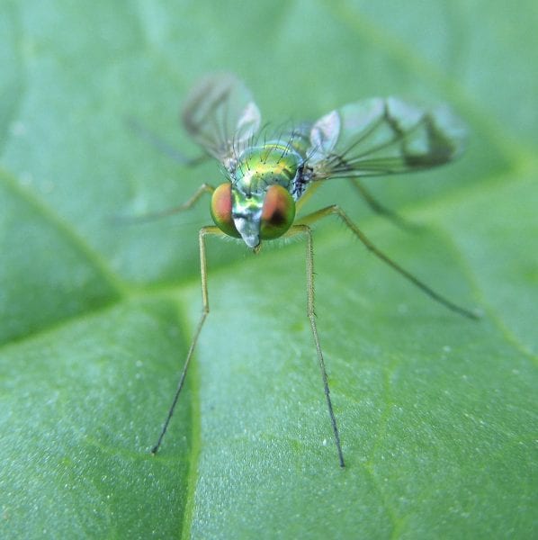 Benefits of LongLegged Flies in Gardens & Yards Alabama Cooperative Extension System