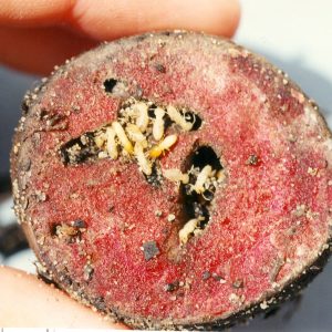Figure 1. Formosan subterranean termites eating a beet.