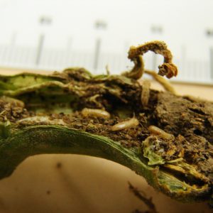 Figure 2. Squash stem damage from eastern subterranean termite.