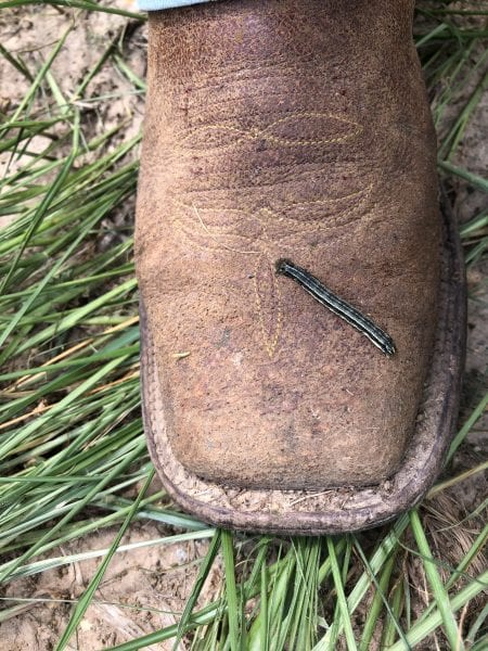 fall armyworm on a boot