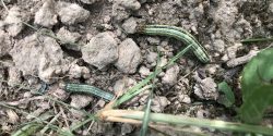 fall armyworm