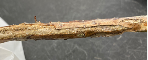 Figure 2. Latania scale damage on a blueberry cane.