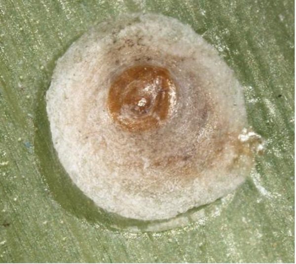 Figure 1. A single latania scale insect.