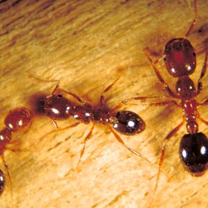 Fire ants