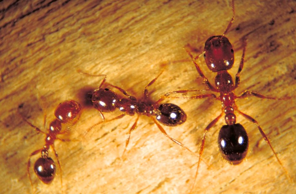 Fire ants