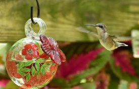 female ruby-throated hummingbirds at a feeder