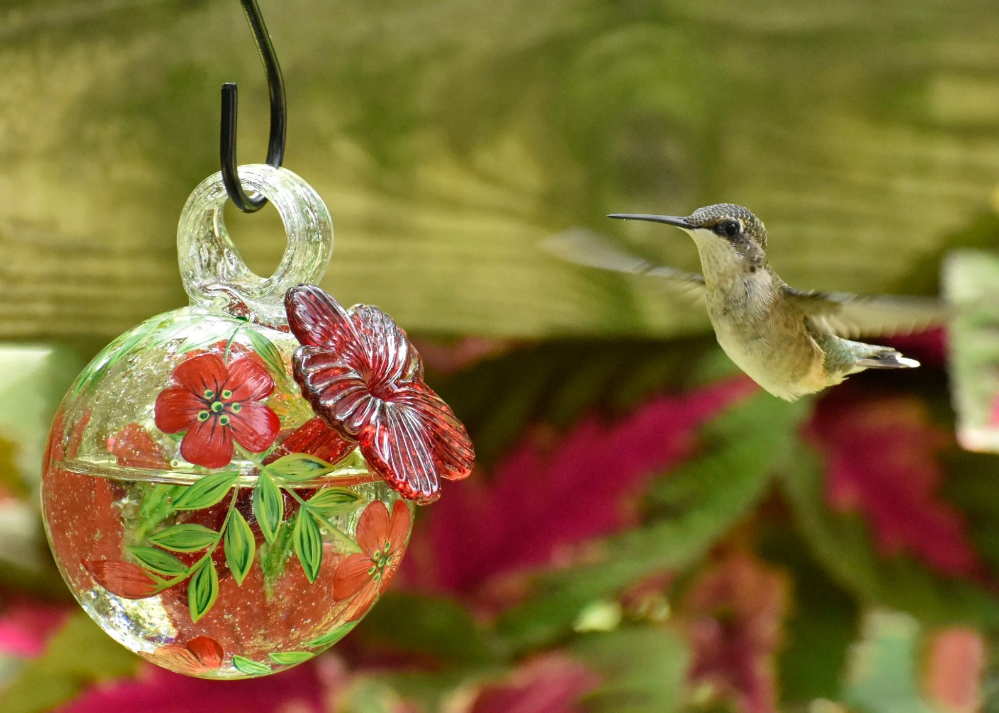 female ruby-throated hummingbirds at a feeder