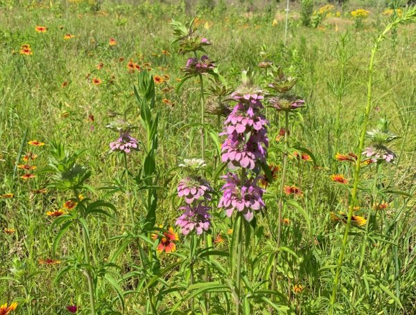 Purple wildflower