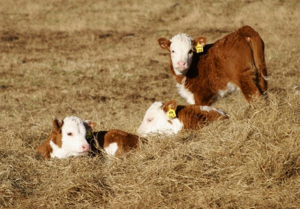 Hereford calves