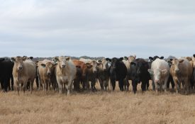 Commercial beef cattle
