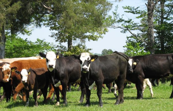 Commercial beef cattle