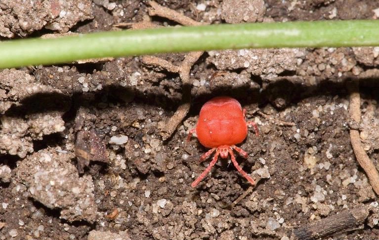 Figure 1. Chigger mites are born bright red but fade to yellow when well fed (Photo credit: Susan Ellis, bugwood.org).