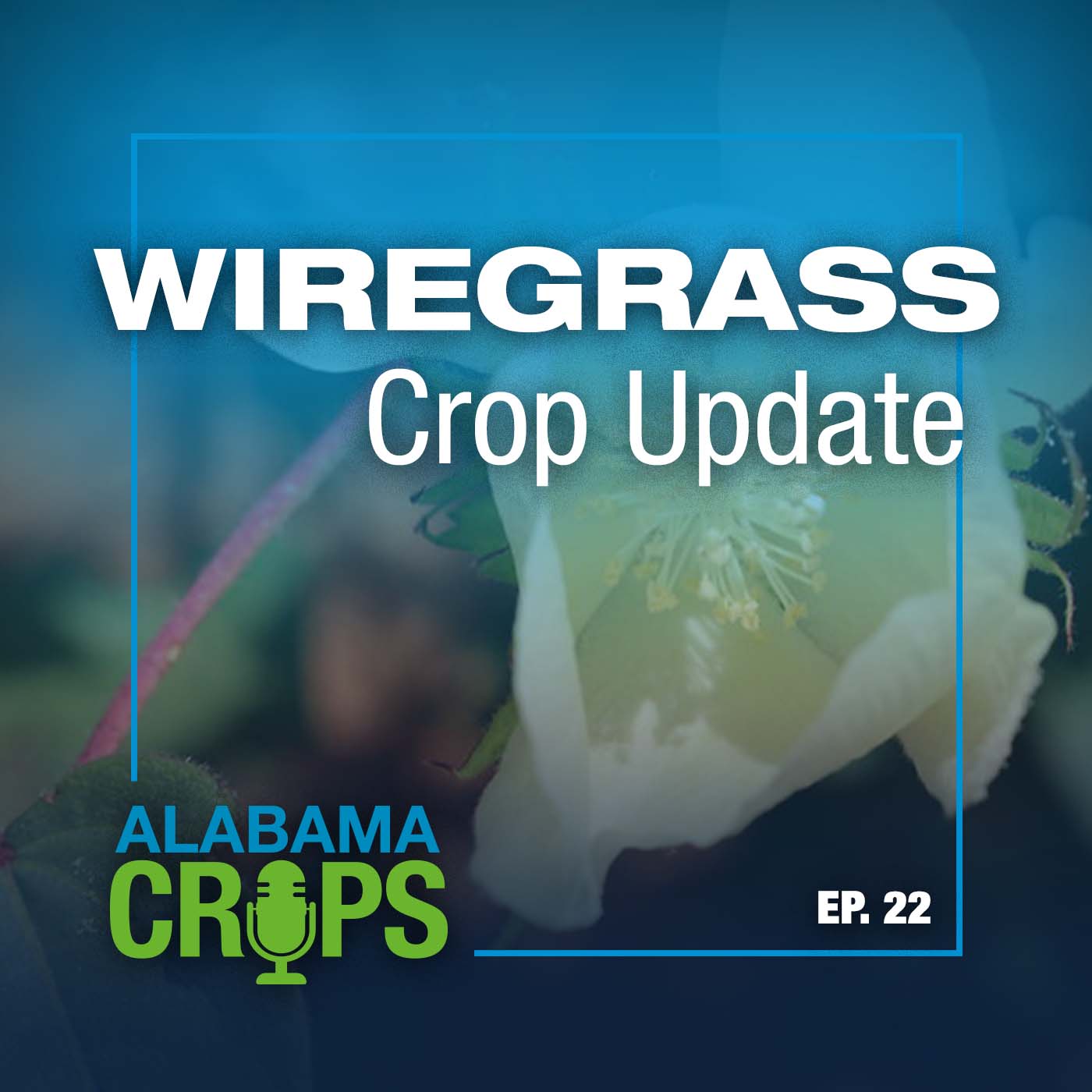 Episode 22—Wiregrass Crop Update