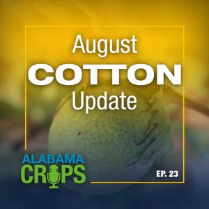 August Cotton Update Alabama Crops Report Episode 23