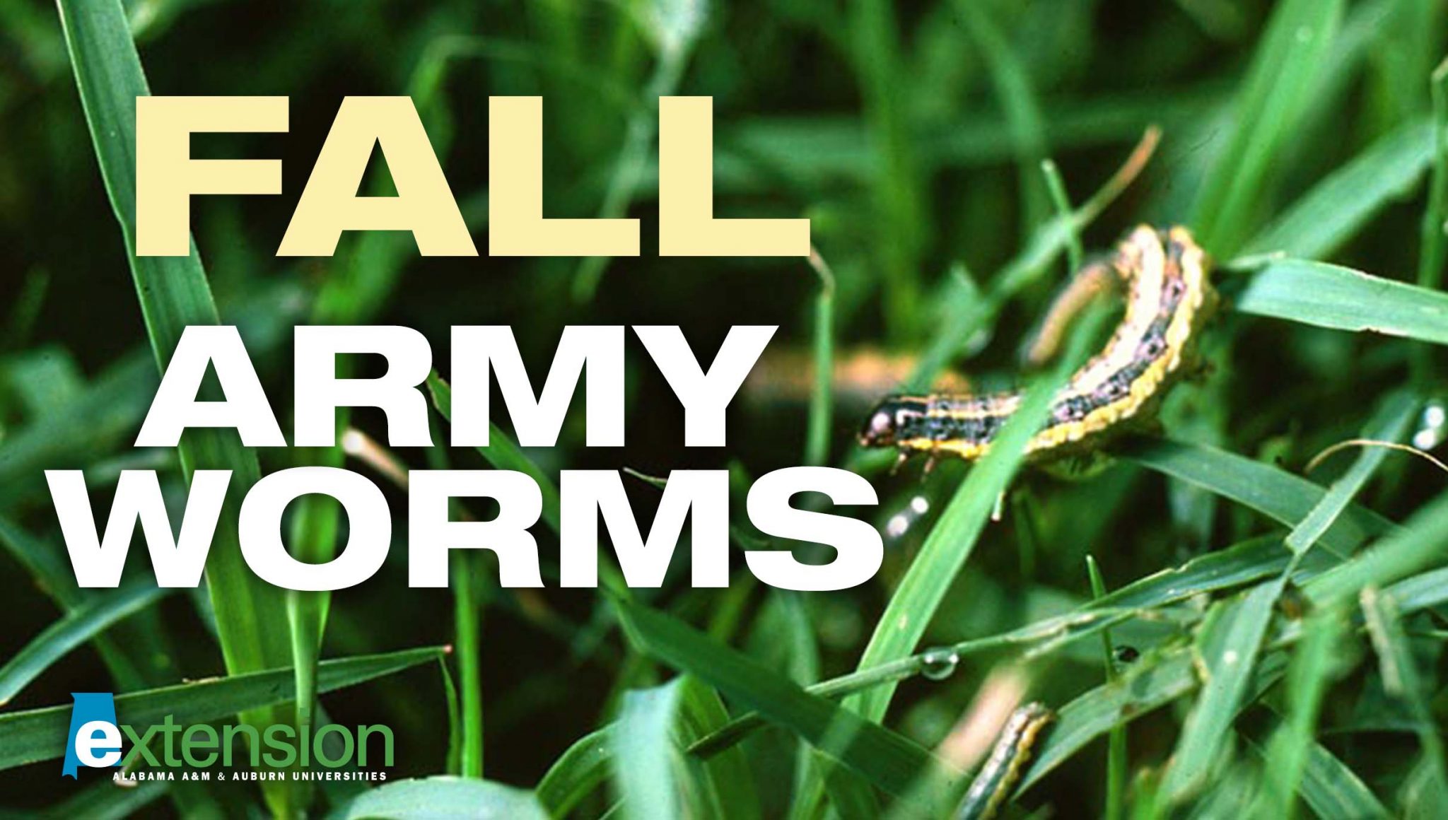 Fall Armyworms
