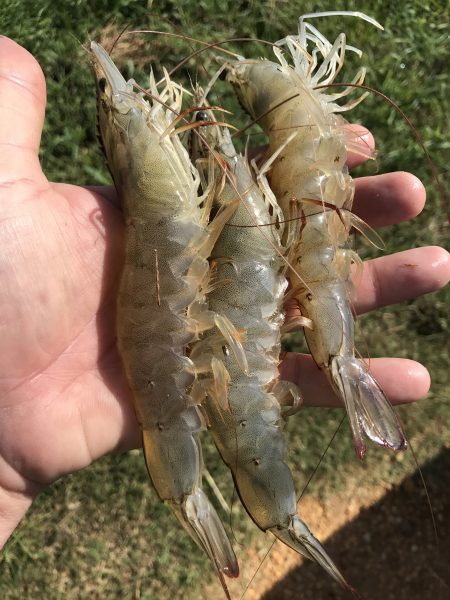 Figure 1. Pacific white shrimp are cultured by farmers in west Alabama using low-salinity water.
