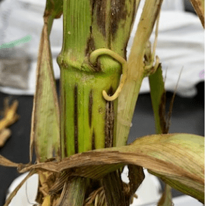 Bacterial stalk rot of corn