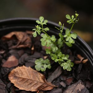 Figure 1. Bittercress (Cardamine spp.) with seed pods. (Photo credit: John Olive, Ornamental Horticulture Research Center)