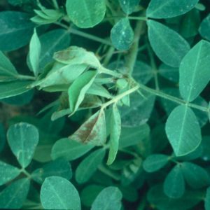 Figure 1. Brown to maroon speckles or streaks on the lower leaf surface caused by TSWV.
