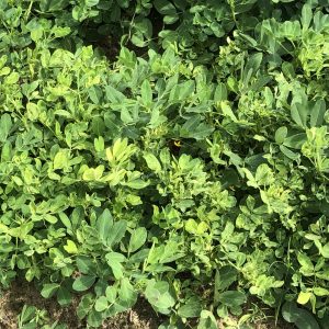 Figure 2. Immature leaves on infected plants are crinkled, yellow to mottled, have an upright growth habit, and are less than half their normal size.
