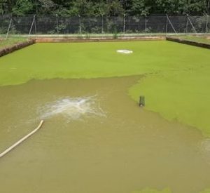 Figure 2a. Watermeal floating on top of a pond.