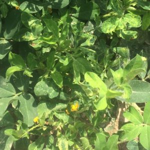 Figure 3. Immature leaves on infected plants are crinkled, yellow to mottled, have an upright growth habit, and are less than half their normal size.