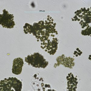 Figure 3. (a and b) Microcystis colonies (circular cells panels a and b) often found floating on water surface.